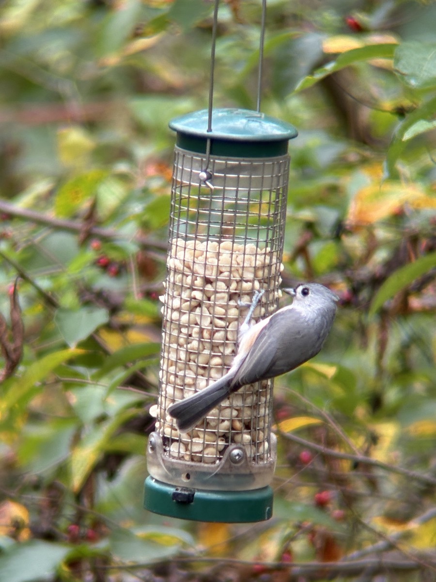 Tufted Titmouse - ML643316116
