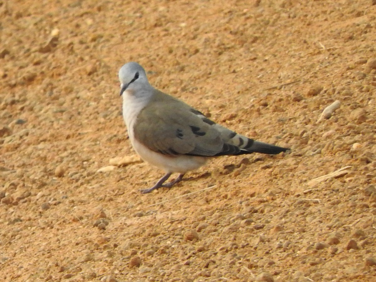 Black-billed Wood-Dove - ML643316127