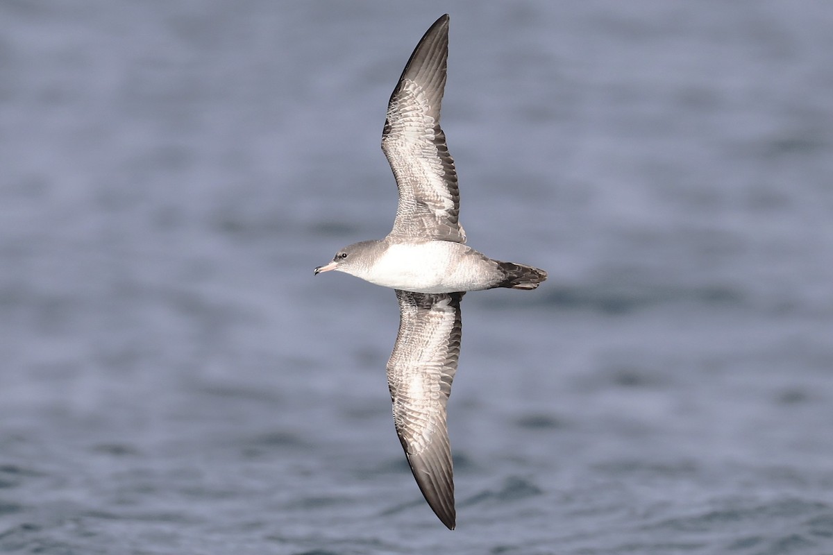 Pink-footed Shearwater - ML643316129
