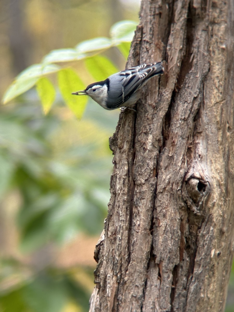 White-breasted Nuthatch - ML643316131