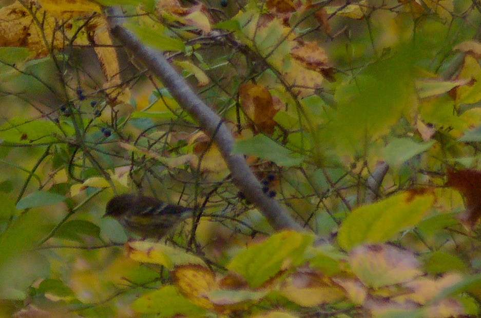 Пісняр-лісовик жовтогузий (підвид coronata) - ML643316141