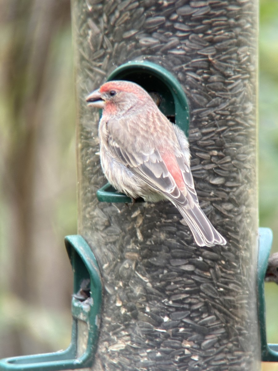 House Finch - ML643316147