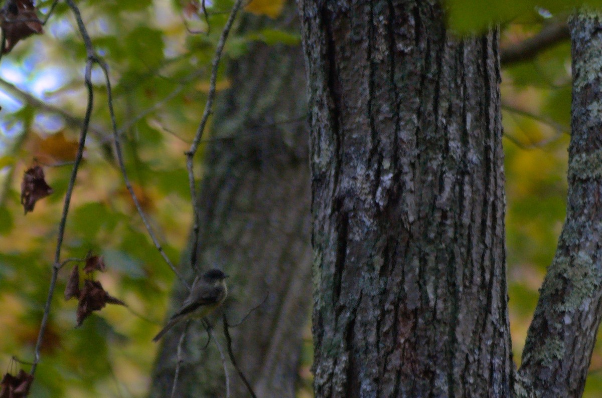 Феб буроспинний - ML643316155