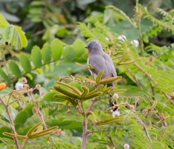 Dwarf Cuckoo - ML643316159