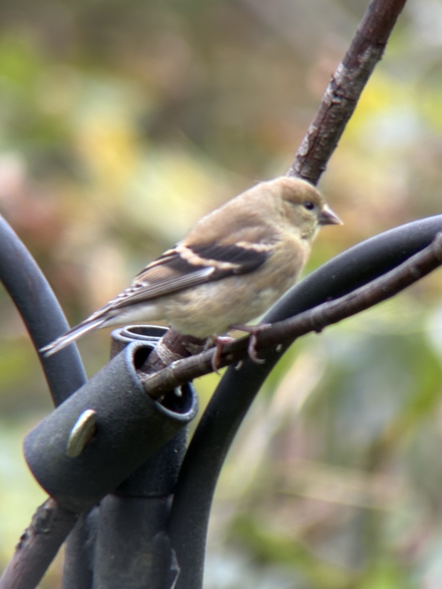 American Goldfinch - ML643316161