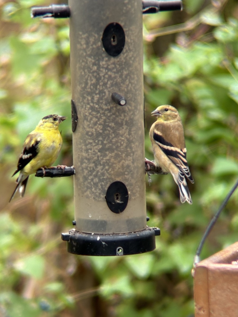 American Goldfinch - ML643316162