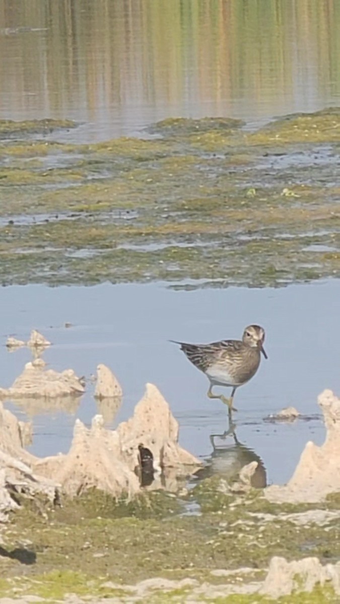 Txirri pektorala - ML643316170