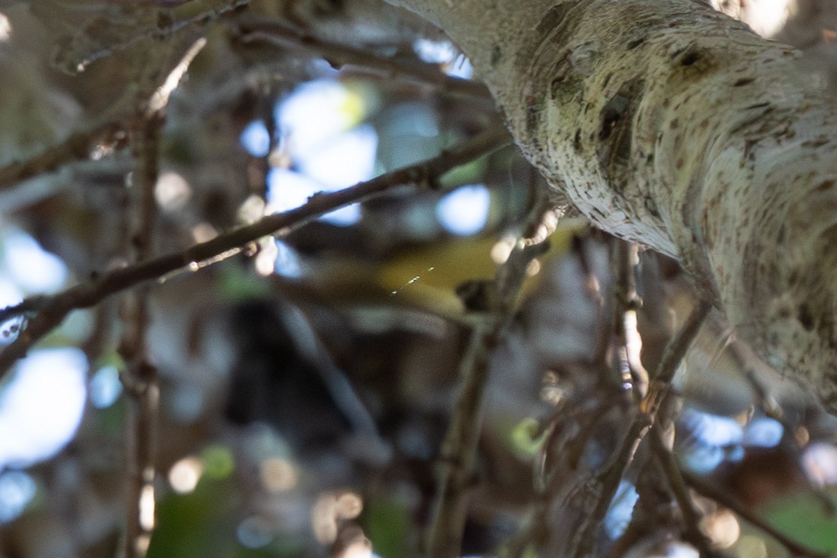 Red-eyed/Yellow-green Vireo - ML643316174