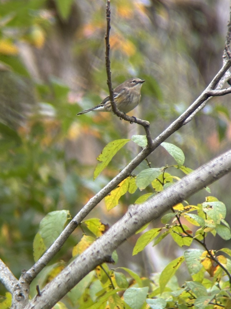 Yellow-rumped Warbler - ML643316179