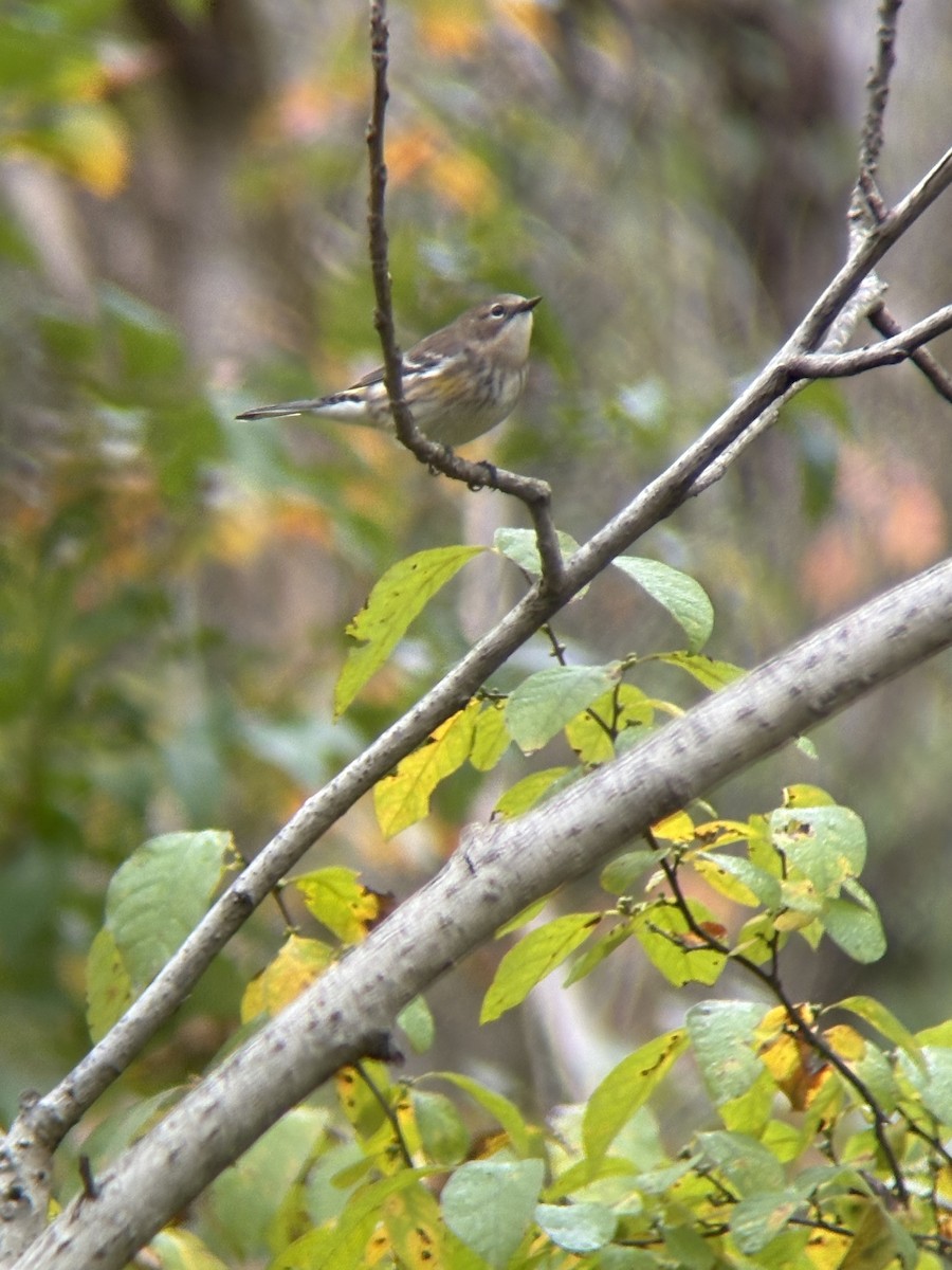 Yellow-rumped Warbler - ML643316180