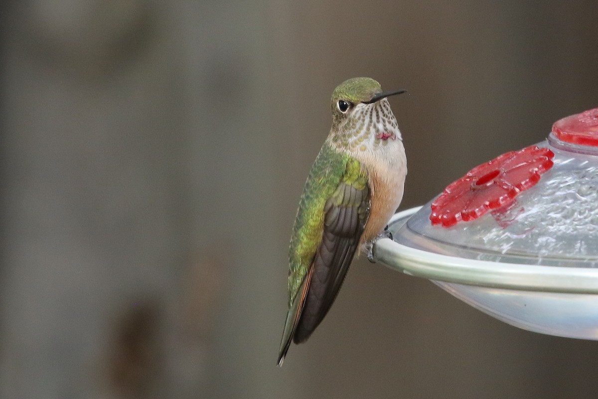Colibrí Coliancho - ML643316182
