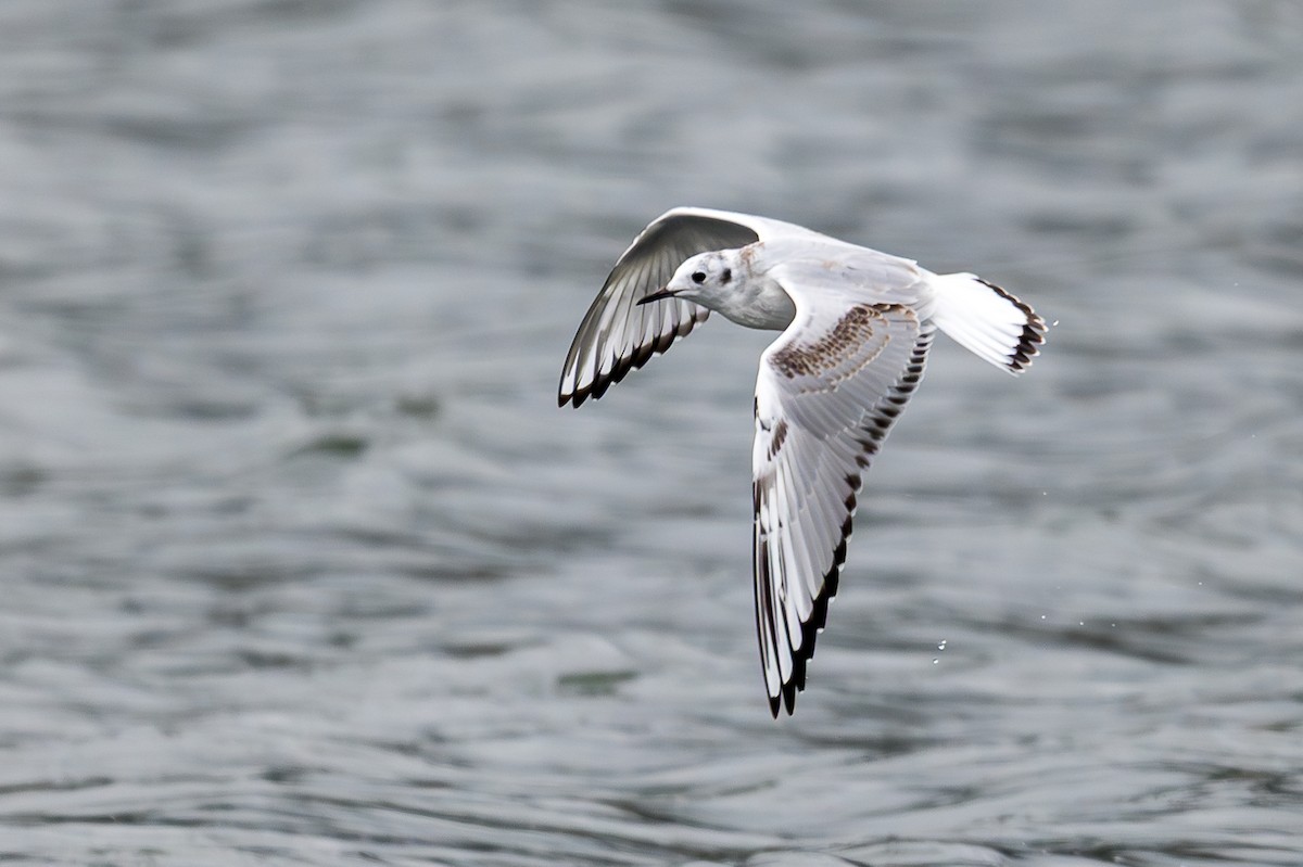 Bonaparte's Gull - ML643316197