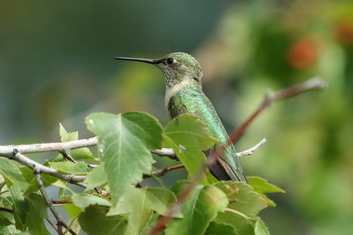 Colibrí Coliancho - ML643316200