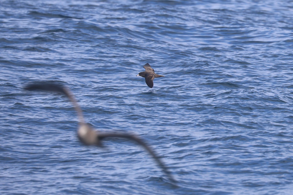 Flesh-footed Shearwater - ML643316203