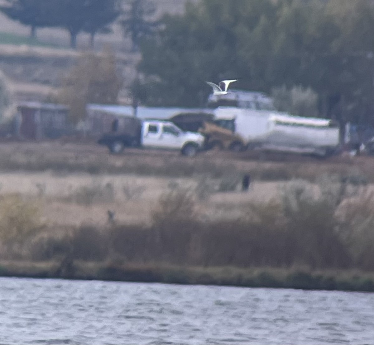 Sabine's Gull - ML643316207