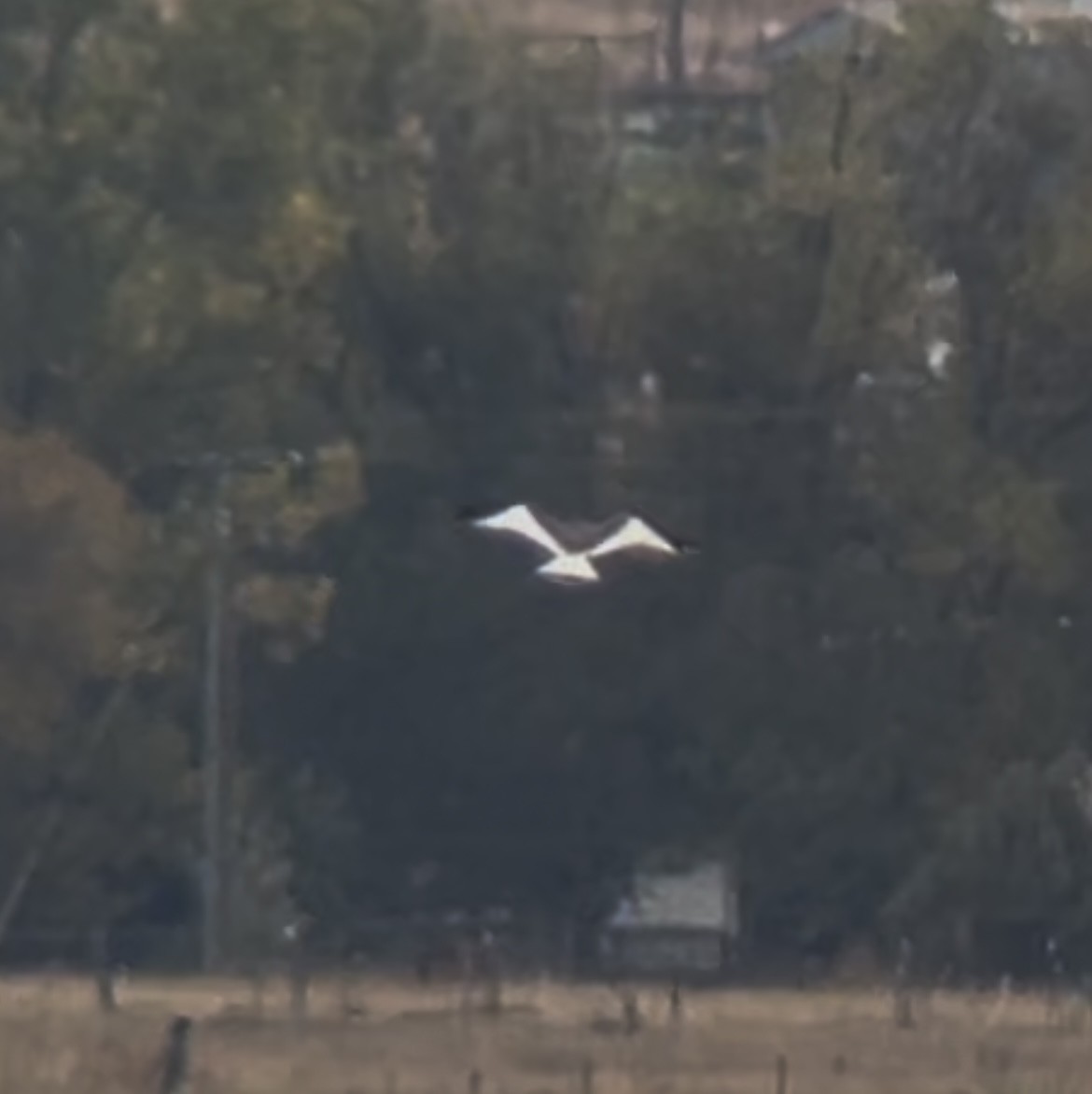 Sabine's Gull - ML643316208