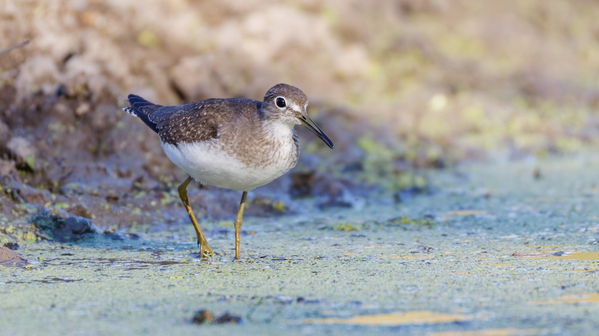 Solitary Sandpiper - ML643316209