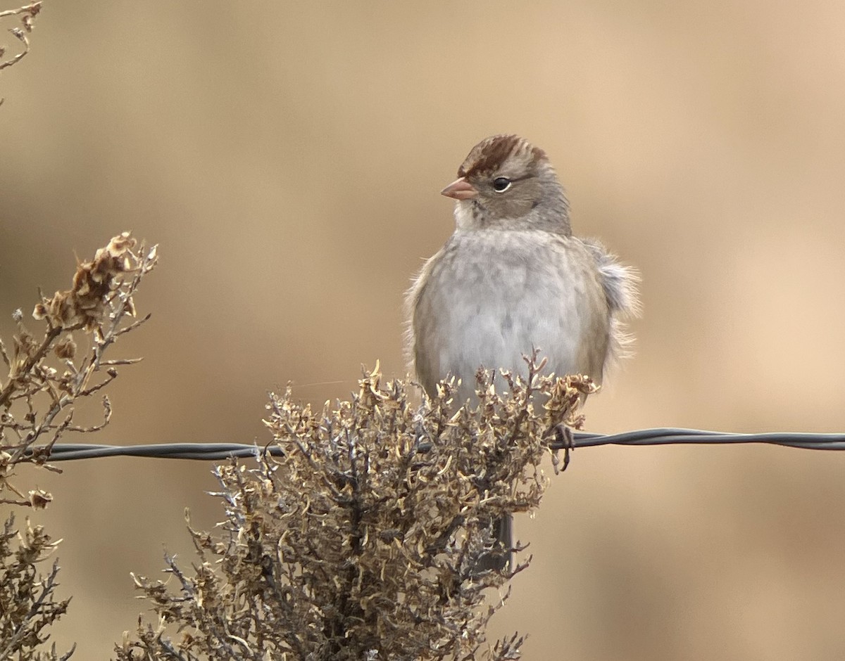 White-crowned Sparrow (Gambel's) - ML643316230