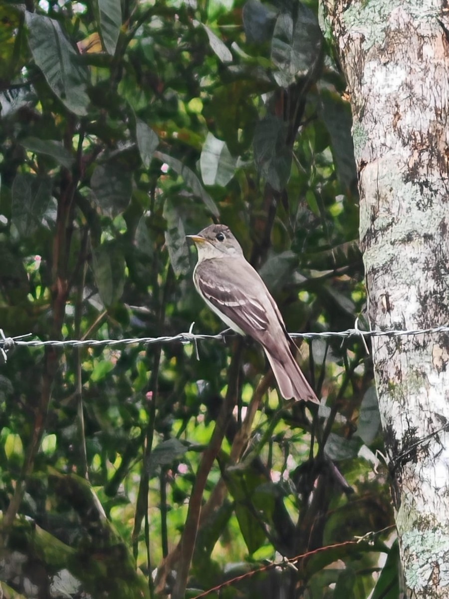 Northern Tropical Pewee - ML643316267
