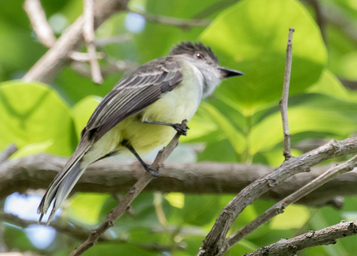 Apical Flycatcher - ML643316270