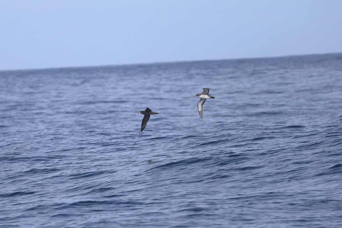 Flesh-footed Shearwater - ML643316280