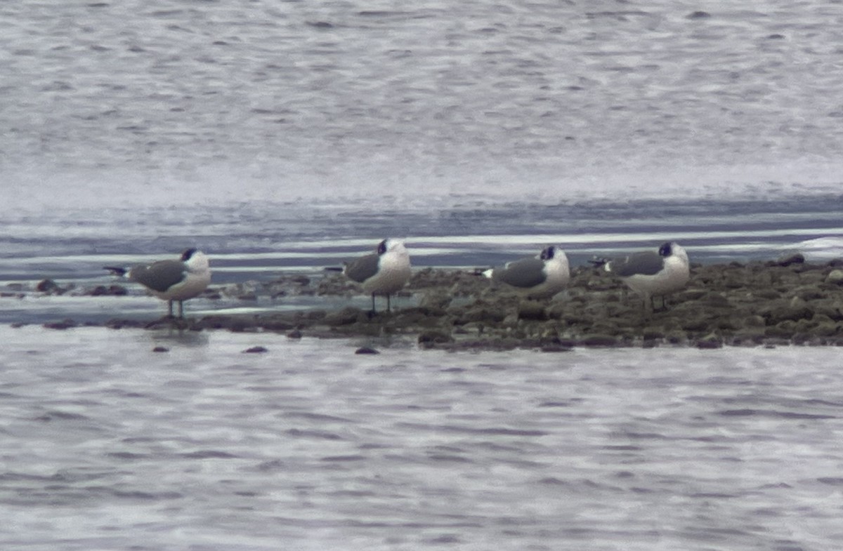Franklin's Gull - ML643316297