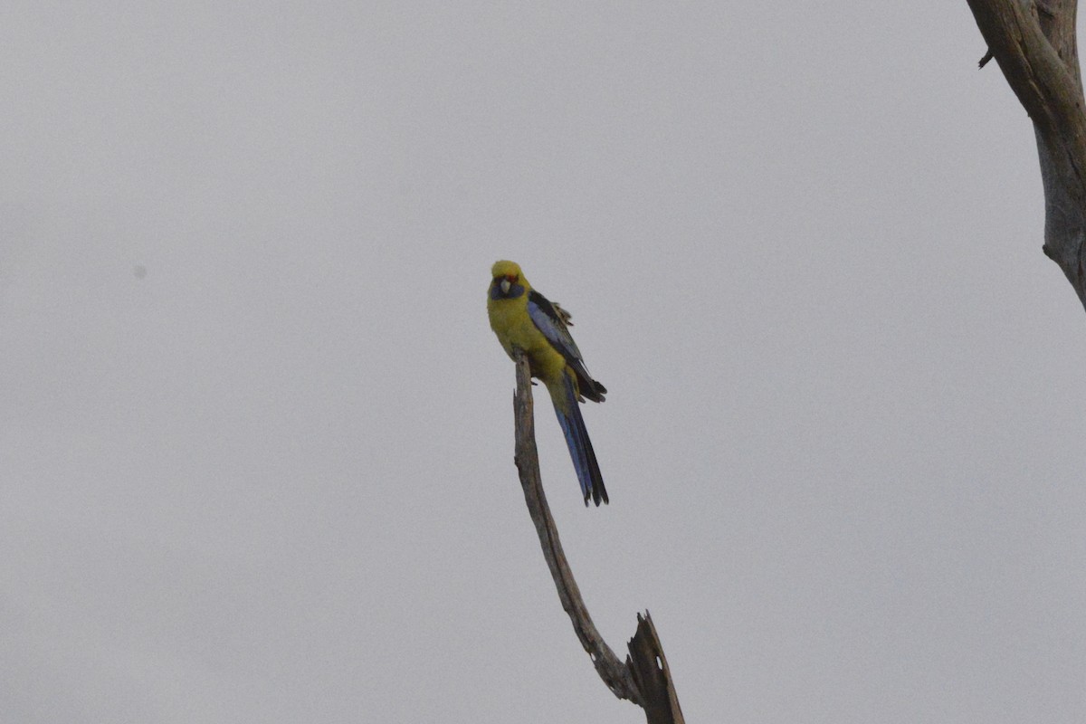 Crimson Rosella (Yellow) - ML643316302