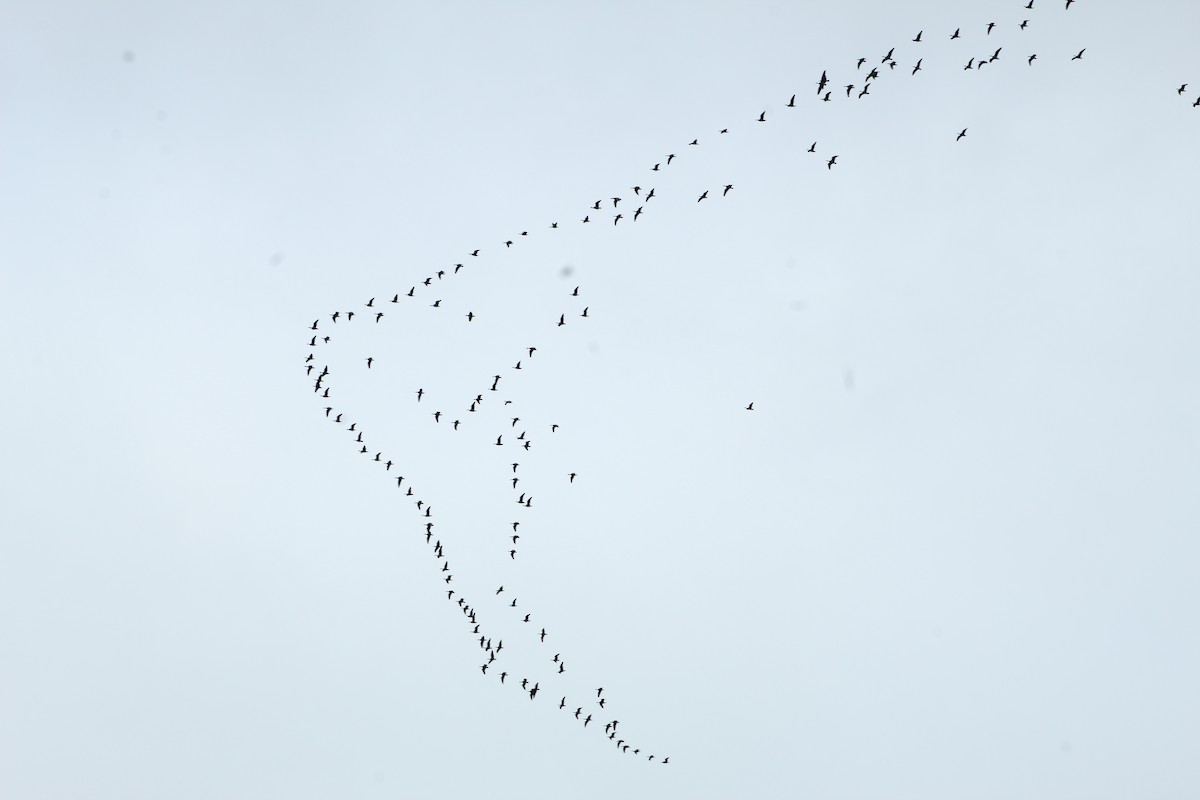 Cackling Goose - ML643316307