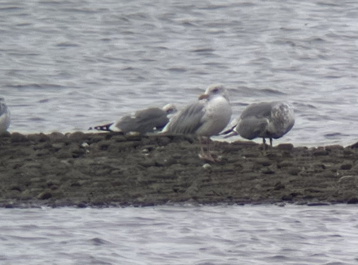 American Herring Gull - ML643316310