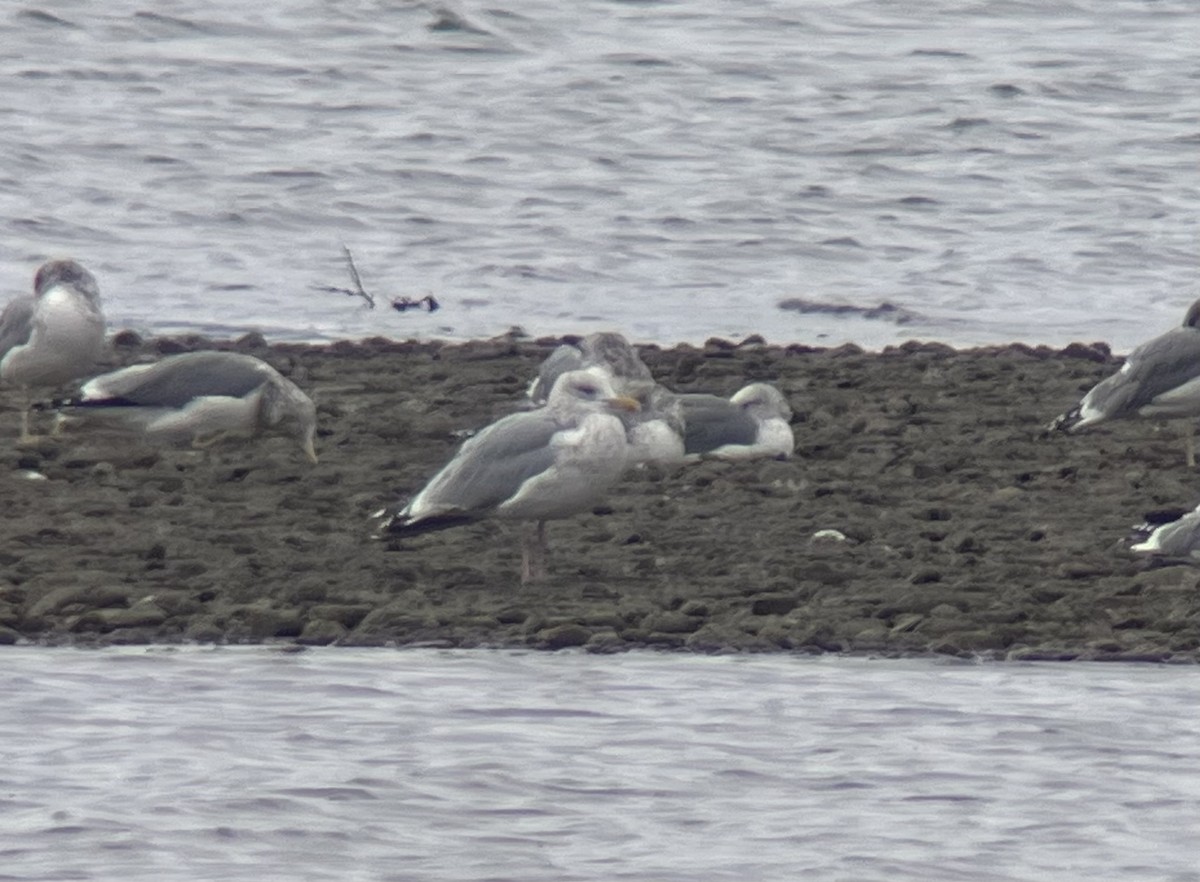 American Herring Gull - ML643316311