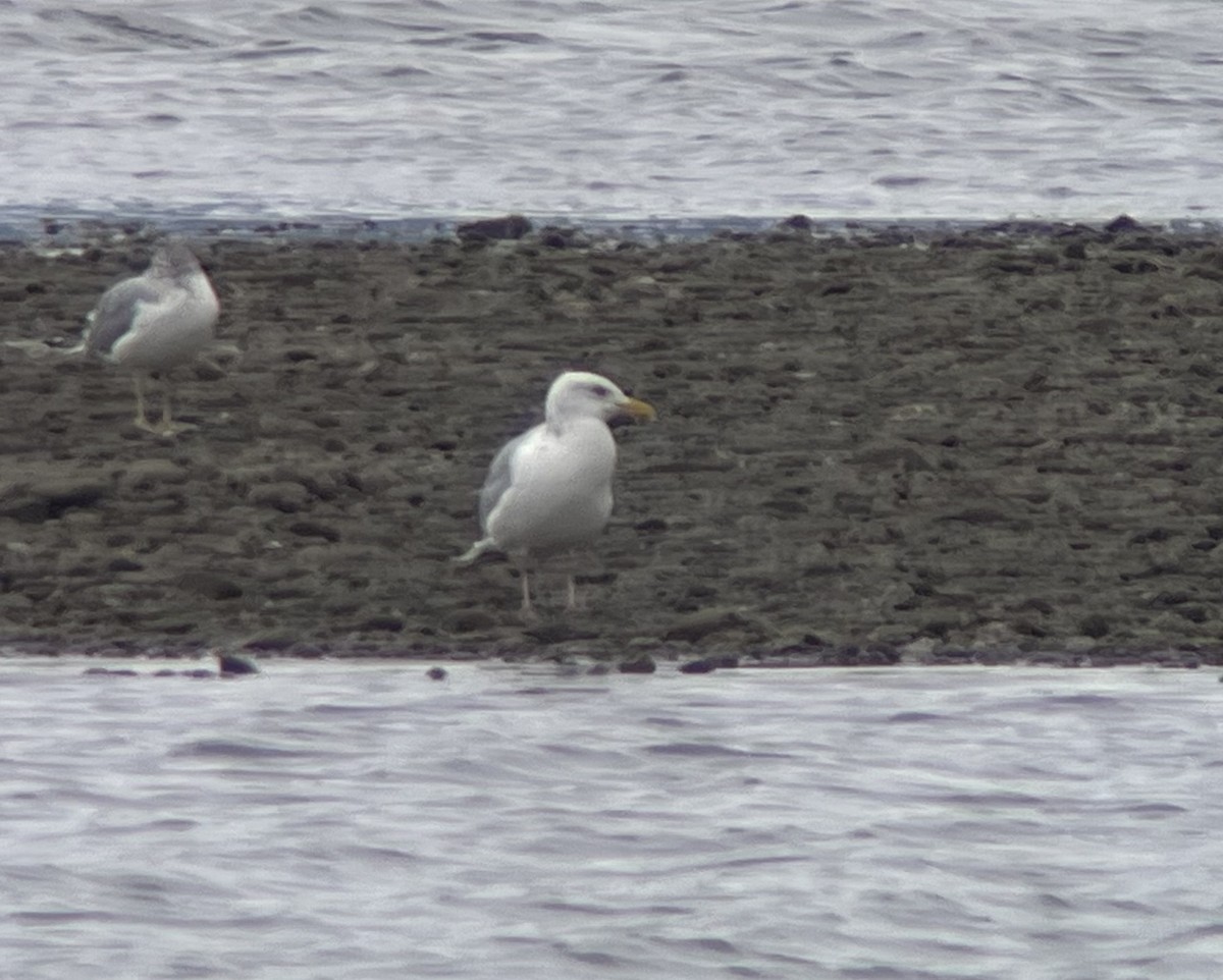 American Herring Gull - ML643316312