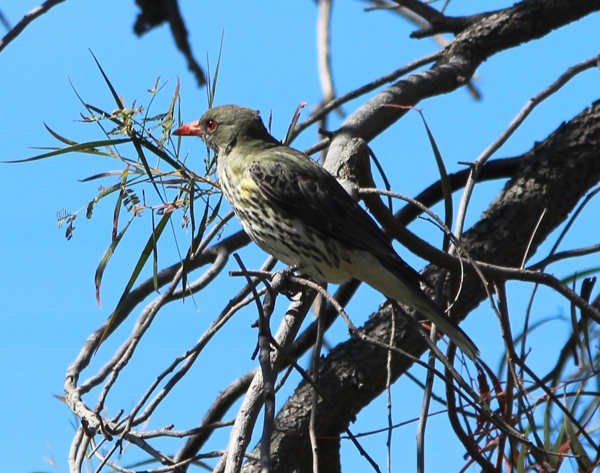 Olive-backed Oriole - ML643316321