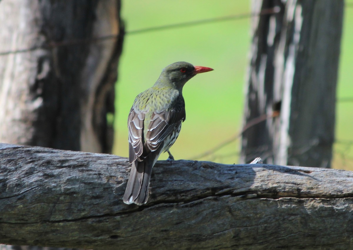 Olive-backed Oriole - ML643316322