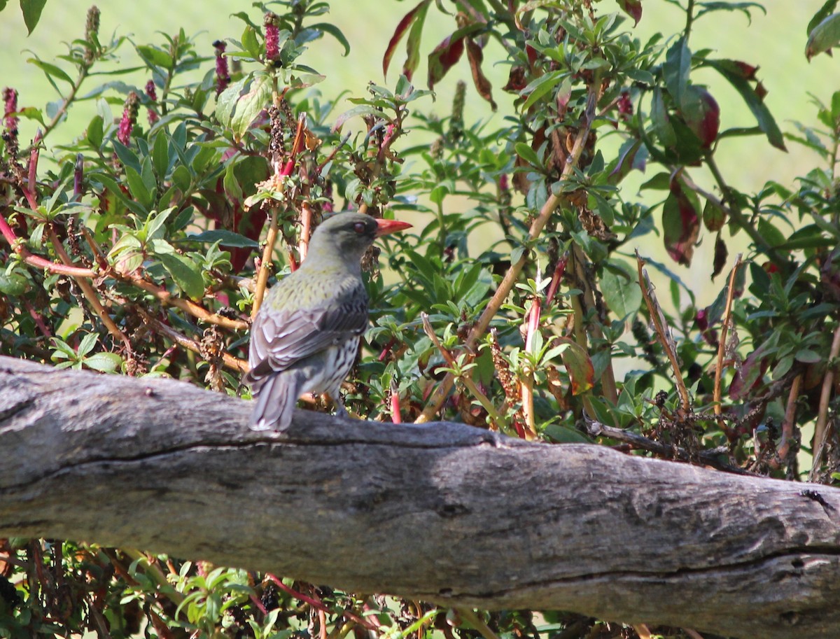 Olive-backed Oriole - ML643316323