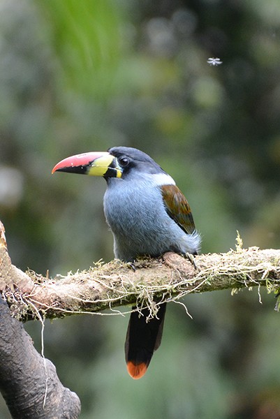 Gray-breasted Mountain-Toucan - ML643316324
