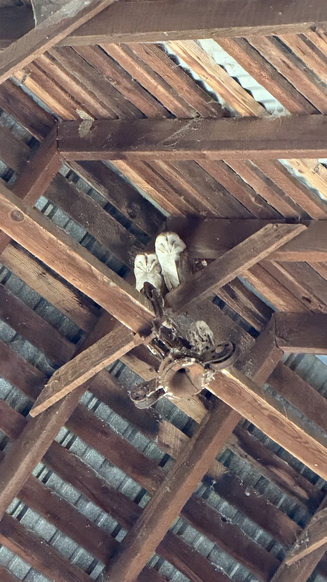 American Barn Owl - ML643316325