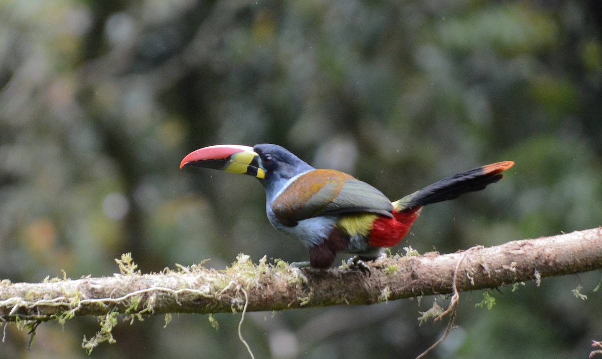 Gray-breasted Mountain-Toucan - ML643316326