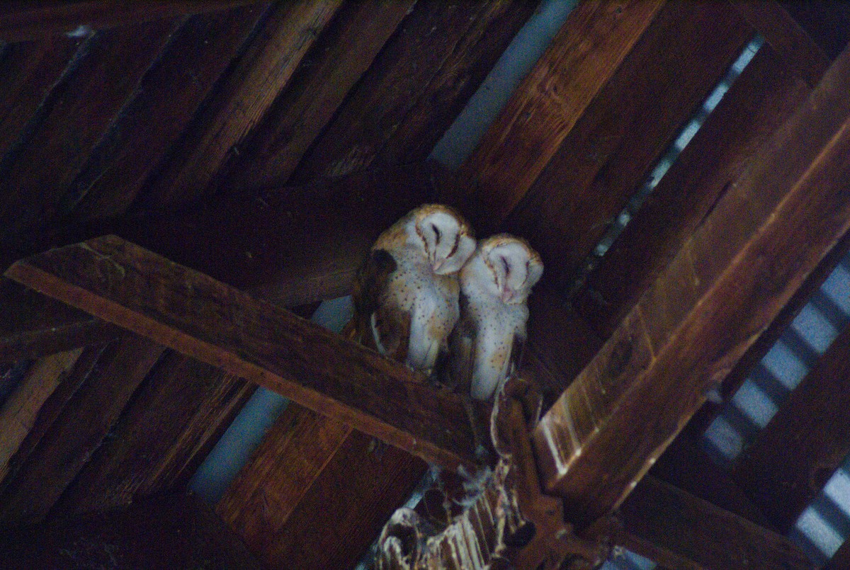 American Barn Owl - ML643316328