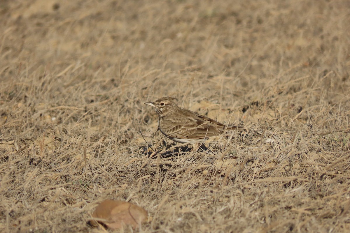 Thekla's Lark - ML643316334