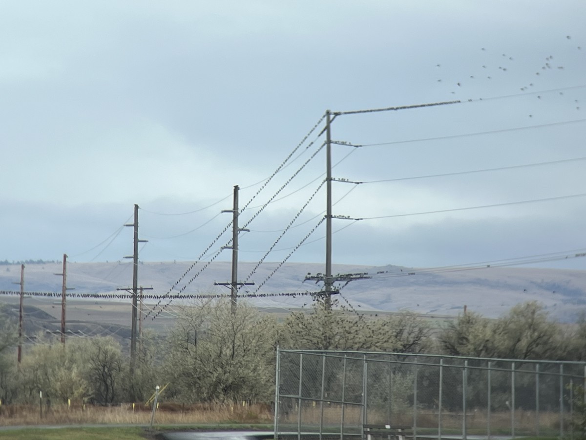 European Starling - ML643316343