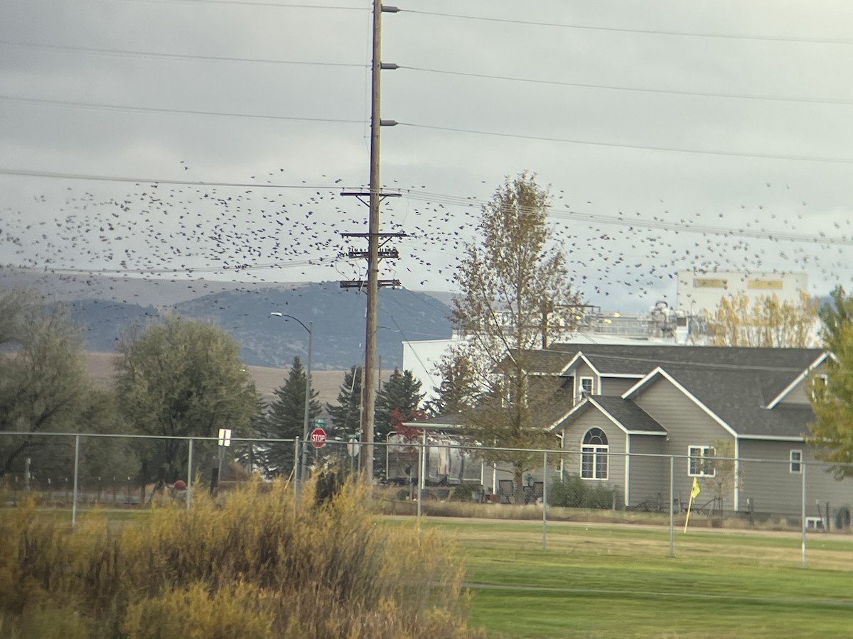 European Starling - ML643316344