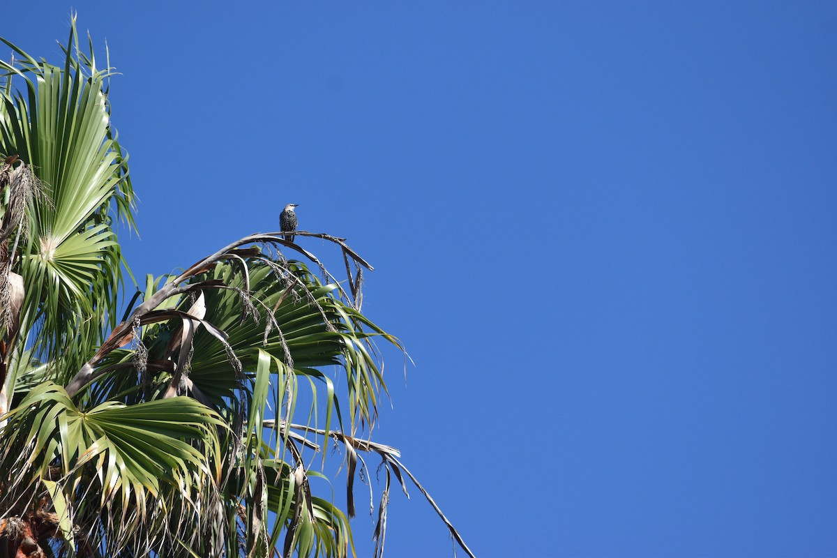 European Starling - ML643316345