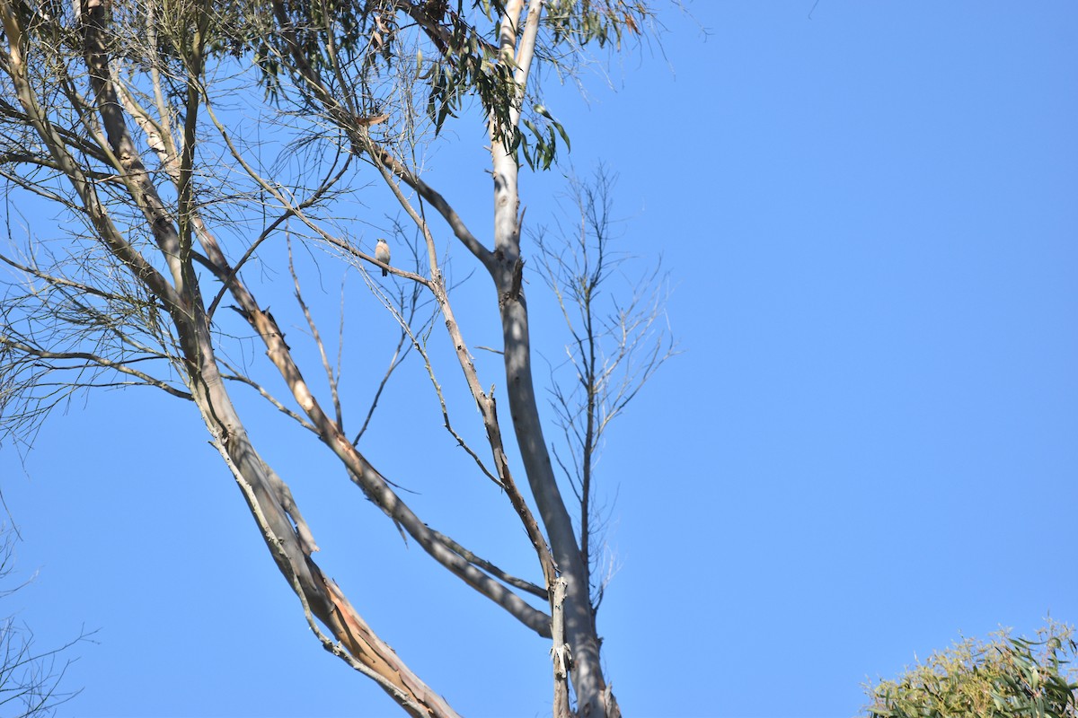 Northern Mockingbird - ML643316352