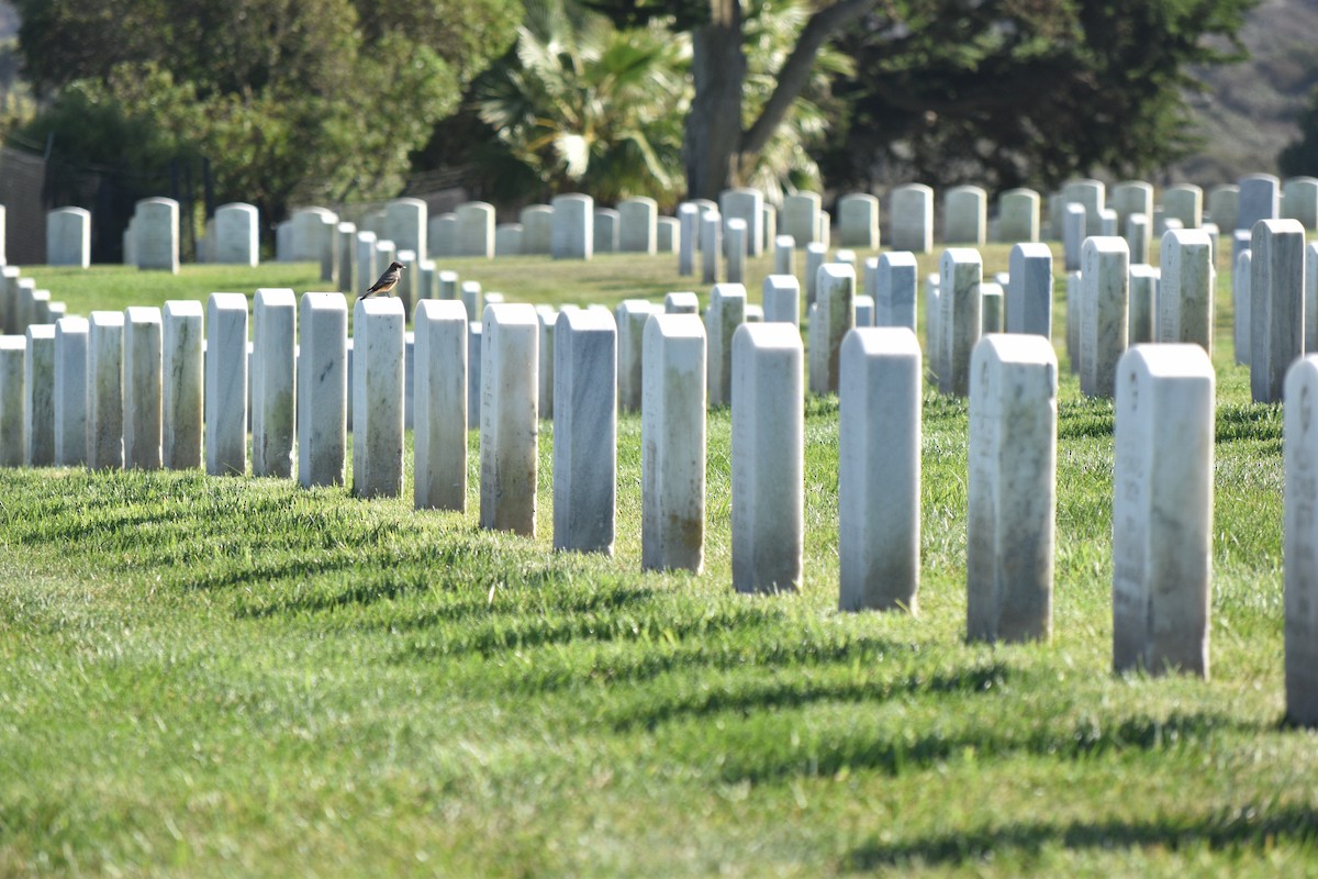 Say's Phoebe - ML643316360