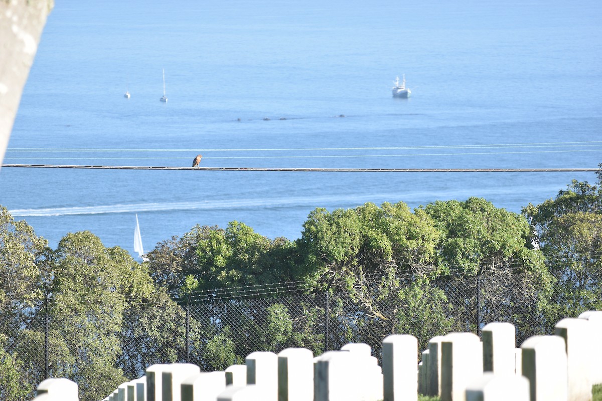 Red-shouldered Hawk - ML643316374