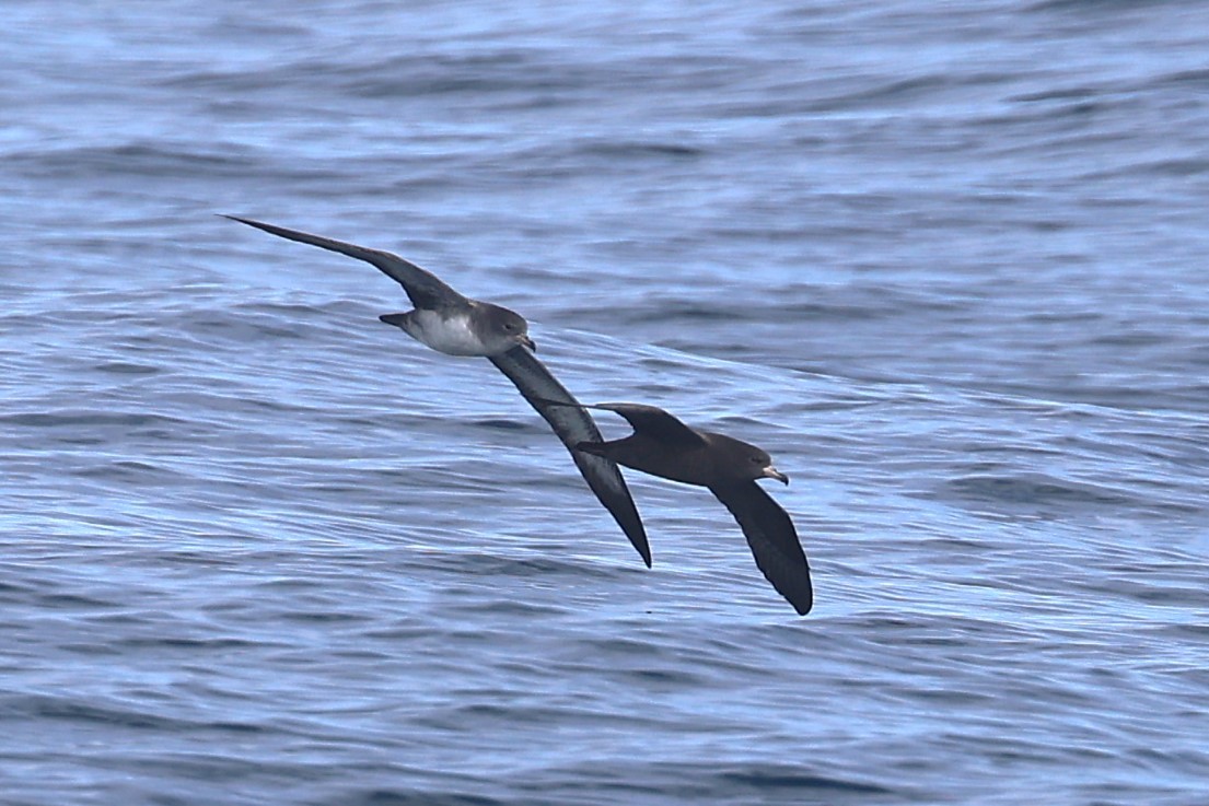 Flesh-footed Shearwater - ML643316376