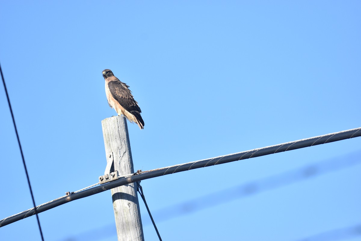 Red-tailed Hawk - ML643316378