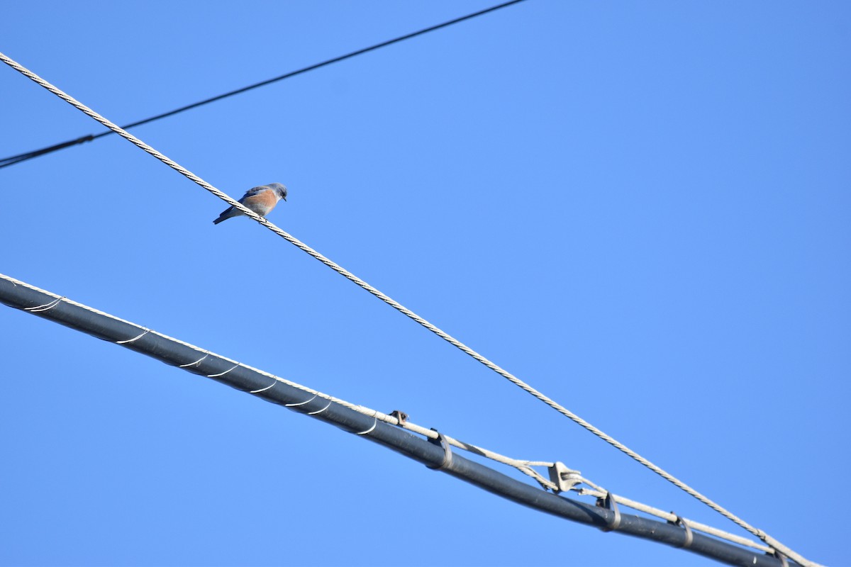 Western Bluebird - ML643316383