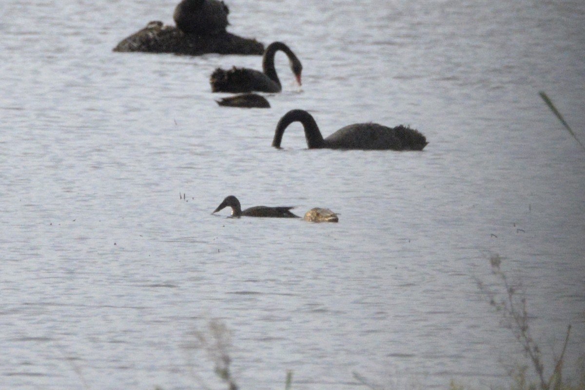 Australasian Shoveler - ML643316384