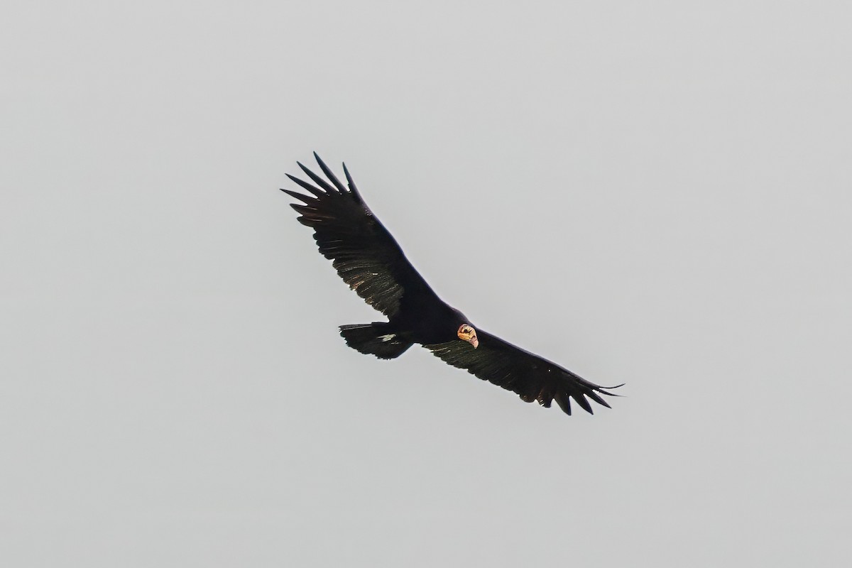 Greater Yellow-headed Vulture - ML643316387